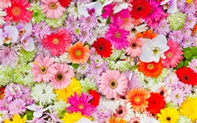 Chrysanthemums, orchids, gerbera, colorful flowers HD wallpaper