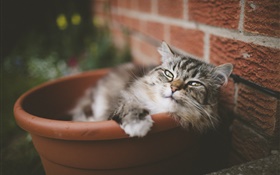 Cute kitten, barrel, eyes, mustache HD wallpaper