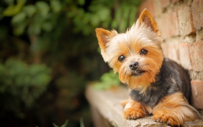 Cute pet, little dog Wallpapers Pictures Photos Images