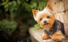 Cute pet, little dog HD wallpaper