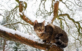 Domestic cat, tree, snow, winter HD wallpaper