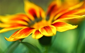 Flower macro photography, yellow orange petals, blur background HD wallpaper