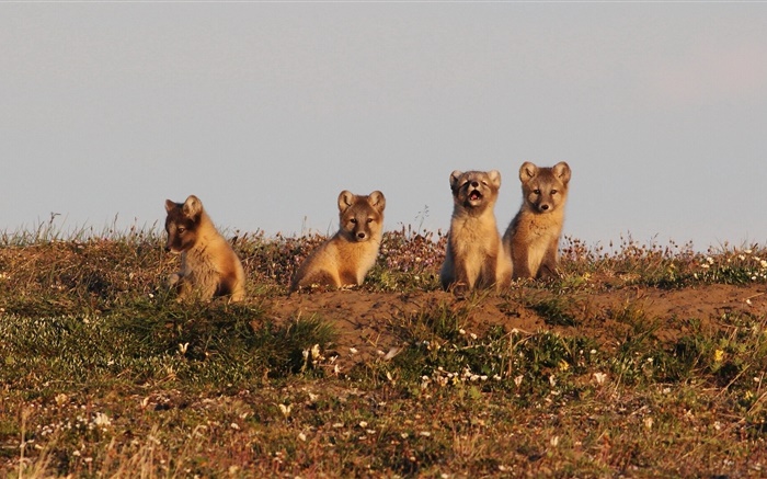 Four little polar fox, arctic fox, cubs Wallpapers Pictures Photos Images