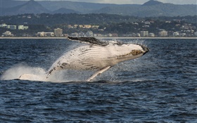 Gold Coast, Queensland, Australia, Coral Sea, humpback whale jump HD wallpaper