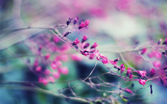 Hazy purple flowers Wallpapers Pictures Photos Images