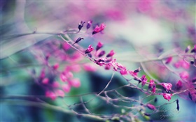 Hazy purple flowers HD wallpaper