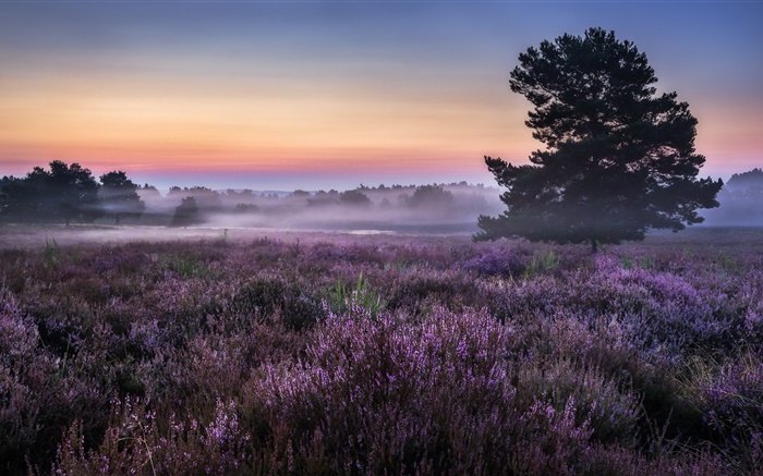 Morning, field, trees, flowers, fog Wallpapers Pictures Photos Images