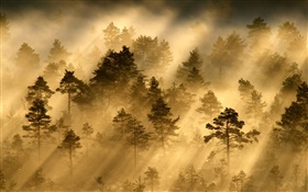 Morning, forest, trees, fog, light, sun rays HD wallpaper