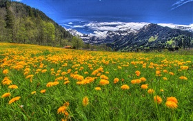 Mountains, yellow wildflowers, slope, trees, clouds HD wallpaper