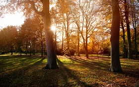 Park, trees, sunset, autumn, shadow HD wallpaper