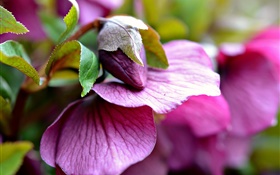 Pink flowers, bud, leaves, blur HD wallpaper