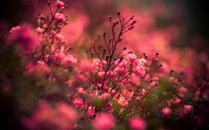 Pink rose flowers, bokeh Wallpapers Pictures Photos Images