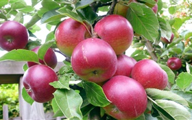 Red apples, tree, green leaves, summer, harvest HD wallpaper