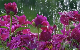 Red flowers in the rain, water drops HD wallpaper