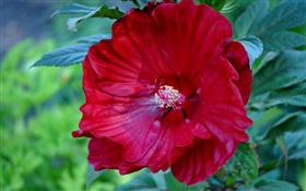 Red hibiscus flower, China rose HD wallpaper