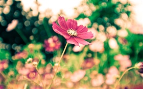Red kosmeya flower, bokeh HD wallpaper