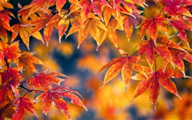 Red maple leaves, autumn, bokeh HD wallpaper