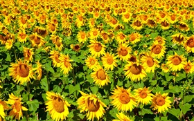 Sunflowers field, summer HD wallpaper