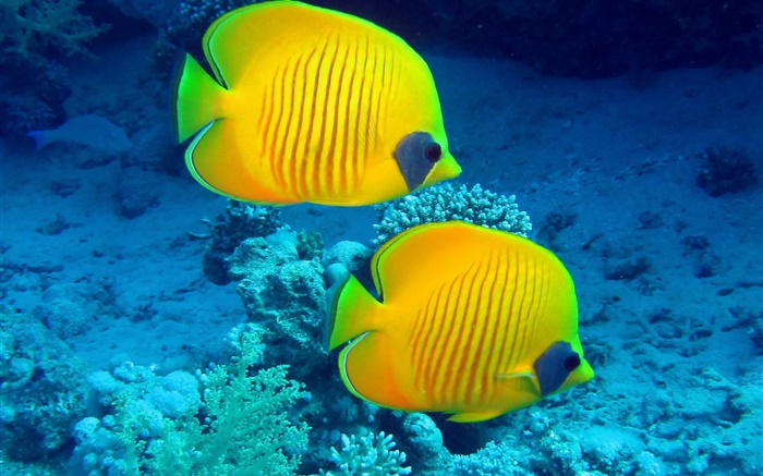 Tropical fish, underwater, yellow coral reef fish Wallpapers Pictures Photos Images