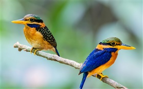 Two birds, kingfisher, branch, bokeh HD wallpaper