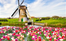 Village, windmill, tulip flowers, river, cow, spring