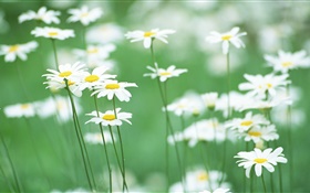 White daisies, flowers, green background