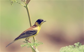 Yellow bird, branch, blur HD wallpaper