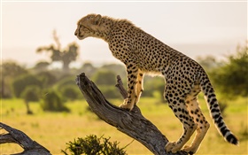 Africa, cheetah side view, tree HD wallpaper