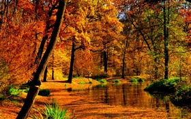 Autumn, pond, water, yellow leaves, trees HD wallpaper