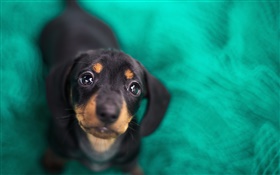 Black dog, face, green background HD wallpaper