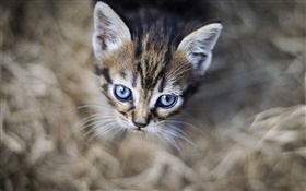 Blue eyes kitten, face, bokeh HD wallpaper