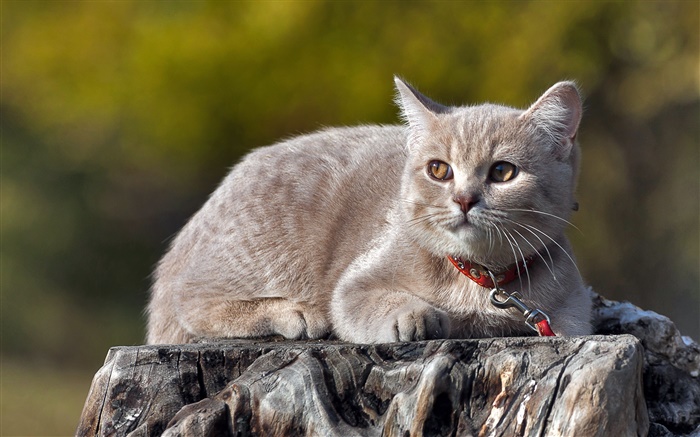 Cat have a rest, stump Wallpapers Pictures Photos Images