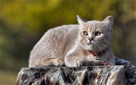 Cat have a rest, stump HD wallpaper