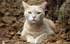 Cat rest and look HD wallpaper