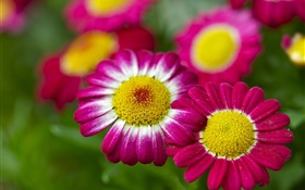 Chamomile, pink flowers, bokeh HD wallpaper
