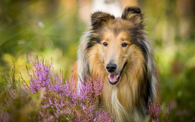 Cute collie, dog, flowers HD wallpaper
