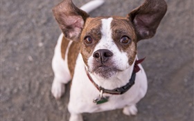 Cute dog look up, pet HD wallpaper