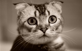 Cute kitten face, bokeh