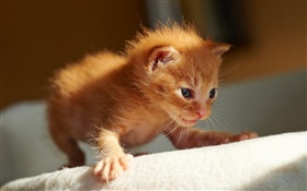 Cute little kitten, the first steps