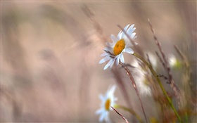 Daisies flowers, grass, blurry HD wallpaper