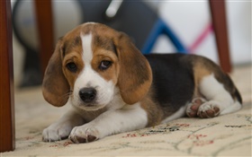 Dog, beagle, cute pet HD wallpaper