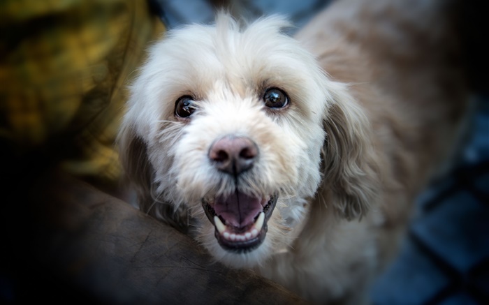 Dog face close-up, eyes, nose Wallpapers Pictures Photos Images