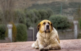 Dog front view, rest HD wallpaper
