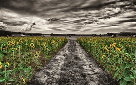 Dusk, sunflowers, field, clouds, path HD wallpaper