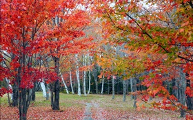 Forest, trees, red leaves, autumn, path HD wallpaper