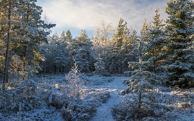Forest, trees, snow, winter HD wallpaper