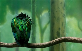 Green feathers bird rear view HD wallpaper