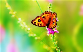 Insect close-up, butterfly, flower, summer HD wallpaper
