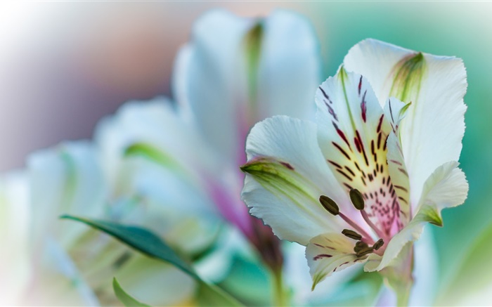 Lily flower petals close-up Wallpapers Pictures Photos Images