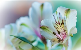 Lily flower petals close-up HD wallpaper